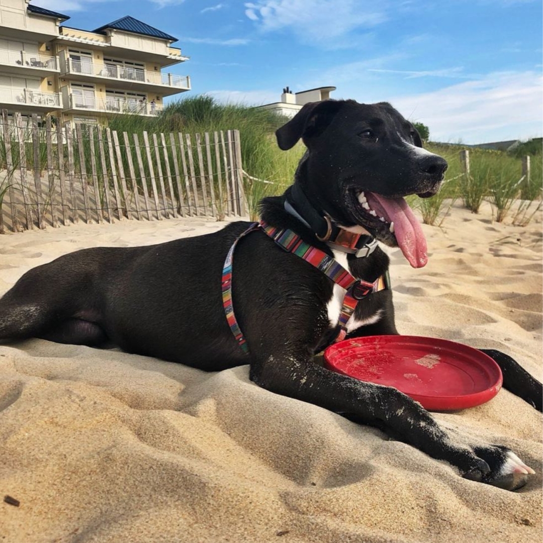 Why Senior Dog Owners Are Choosing DEWEL Natural Flea & Tick Collar Over Chemical Treatments Why Senior Dog Owners Are Choosing DEWEL Natural Flea & Tick Collar Over Chemical Treatments