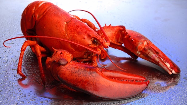 Lobster Market is Expected to Reach US$ 13.9 Billion by 2024 - IMARC Group
