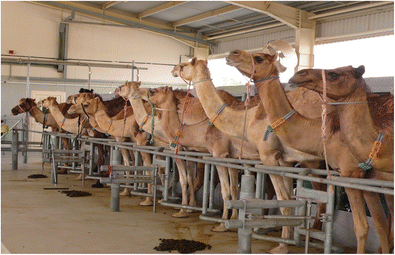 GCC Camel Dairy Market Report, Industry Overview, Growth Rate and Forecast 2024 - IMARC Group