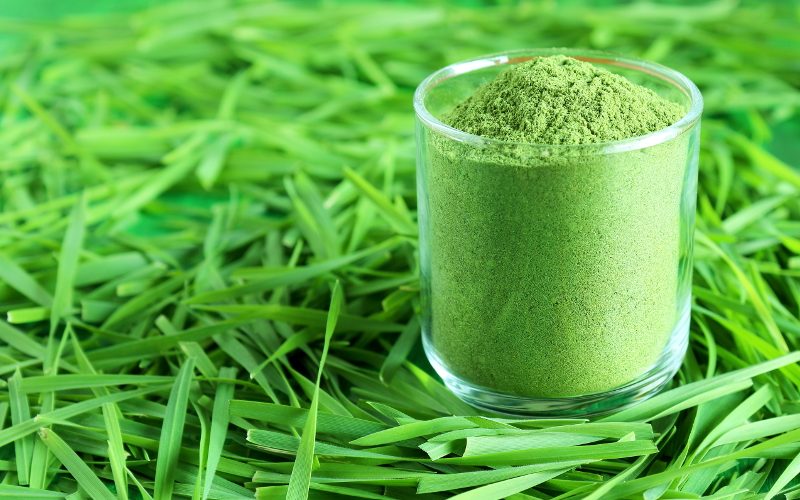 Wheatgrass Market by Products Type, Applications, Raw Material and Region 2019-2024 | IMARC Group