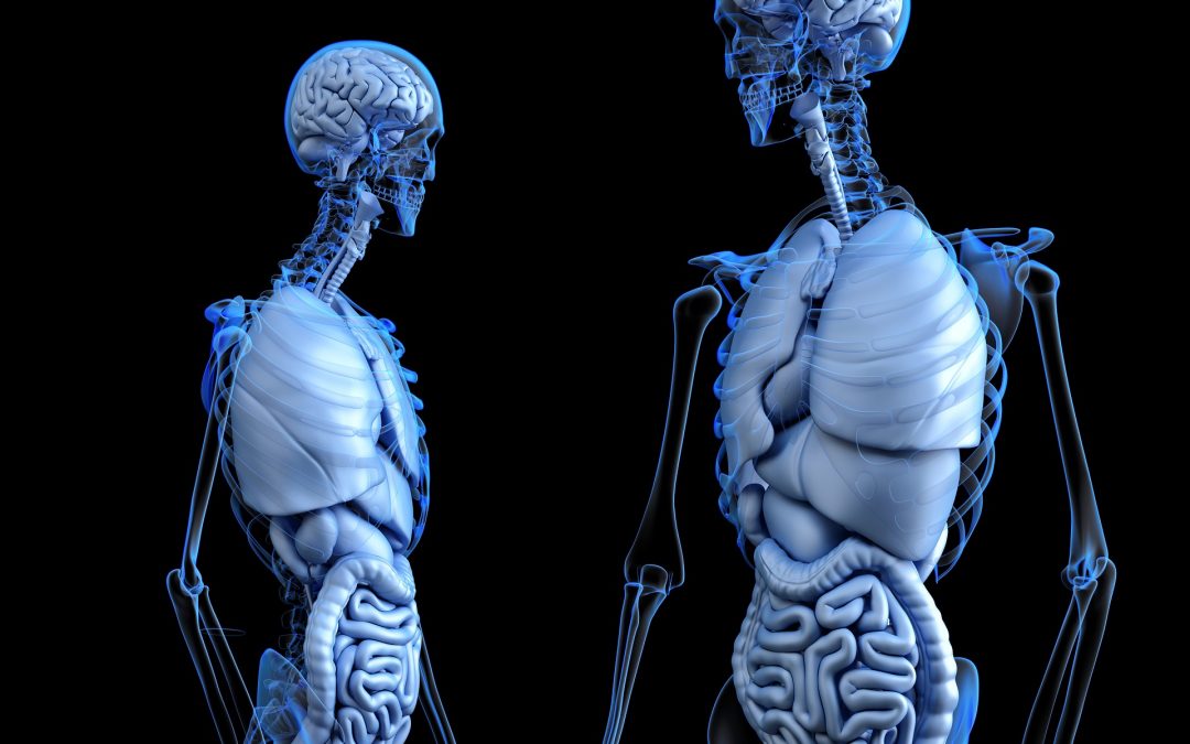 Global Artificial Organs Market Size to Expand at a CAGR of 9.5% during 2019-2024 | IMARC Group