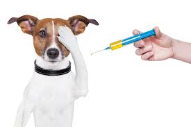 Global Pet Vaccine Market: Intense Competition but High Growth & Extreme Valuation