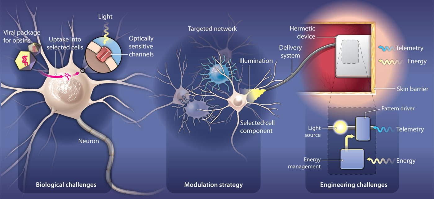 Optogenetics Market Latest Trends, Size Evaluation, Global Share, Technology Focus On Key Drivers and Future Growth to 2023
