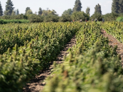 Hemp Flower Leads the Way in Regenerative Agriculture: Transforming Oregon’s Farming Landscape Hemp Flower Leads the Way in Regenerative Agriculture: Transforming Oregon’s Farming Landscape