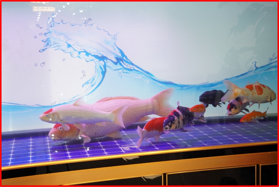 Stillness meets motion as the koi glide gracefully through the water.