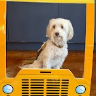 Country Creek Animal Hospital - A Trusted Vet Clinic in Allen, TX Providing Exceptional Pet Care Country Creek Animal Hospital - A Trusted Vet Clinic in Allen, TX Providing Exceptional Pet Care