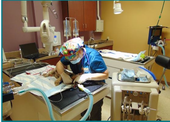 K. Vet Animal Care Named Expert Dog Dental Services Provider - A Victory for Greensburg’s Animal Care Industry and Neighboring Communities of Pittsburgh K. Vet Animal Care Named Expert Dog Dental Services Provider - A Victory for Greensburg’s Animal Care Industry and Neighboring Communities of Pittsburgh