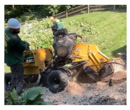Cincinnati-Area Property Owners Benefit from Professional Tree Removal and Maintenance Services Cincinnati-Area Property Owners Benefit from Professional Tree Removal and Maintenance Services