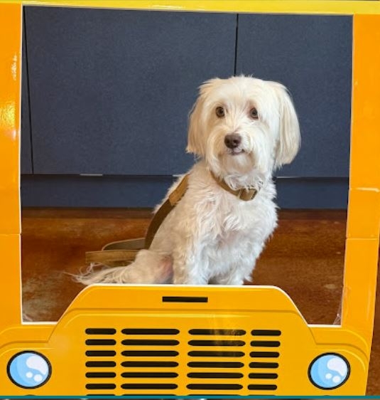 Country Creek Animal Hospital Expands Premium Dog Grooming Services in Allen around Twin Crek Country Creek Animal Hospital Expands Premium Dog Grooming Services in Allen around Twin Crek