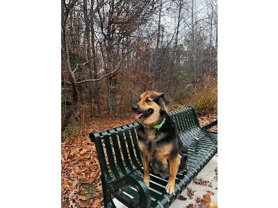 What to Train a Dog First: Northern Virginia Dog Obedience Training Experts Share Safety and Success Tips What to Train a Dog First: Northern Virginia Dog Obedience Training Experts Share Safety and Success Tips