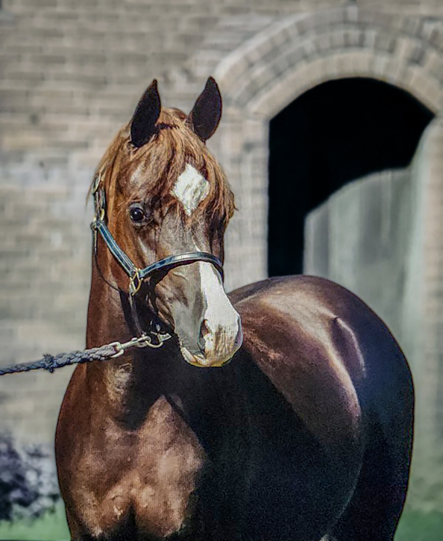 Dynastic Arabian Stallion Amir Fadjur Salaam Announced as Symbolic Peace Ambassador Dynastic Arabian Stallion Amir Fadjur Salaam Announced as Symbolic Peace Ambassador