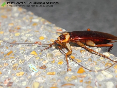 Protect Home from Invaders: Pest Control Solutions & Services' Proactive Approach in Largo Protect Home from Invaders: Pest Control Solutions & Services' Proactive Approach in Largo