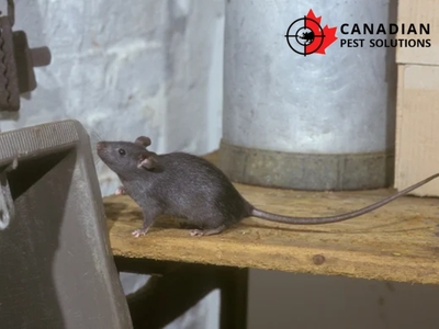 Proactive Pest Inspections: Canadian Pest Solutions' Key to Prevention for Chatham Residents Proactive Pest Inspections: Canadian Pest Solutions' Key to Prevention for Chatham Residents