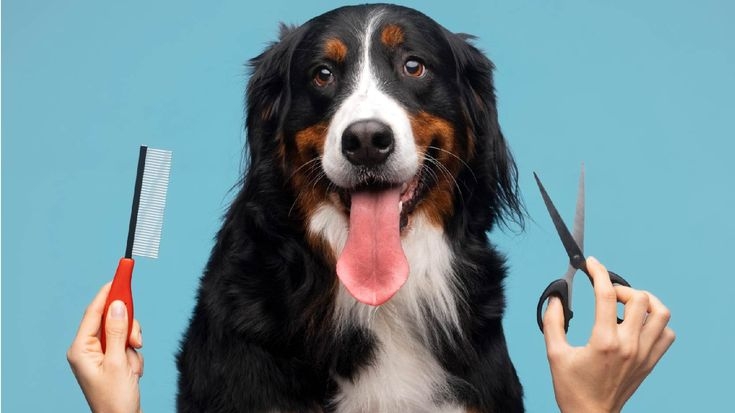 Why Delaying Pet Grooming Can Lead To Serious Health Issues In Dogs Why Delaying Pet Grooming Can Lead To Serious Health Issues In Dogs