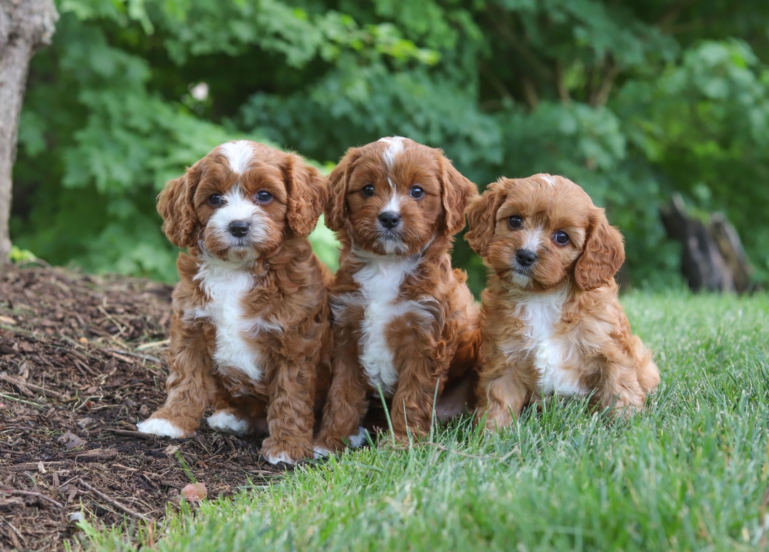HonestPet Expands Nationwide Availability of Cavapoo Puppies for Sale Through Trusted Breeders HonestPet Expands Nationwide Availability of Cavapoo Puppies for Sale Through Trusted Breeders