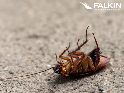 Falkin Pest Control Ensures Pest-Free Living for Denver Families with Comprehensive Extermination Services