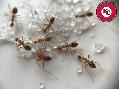 Kansas City Pest Control Explains How to Detect a Pest Infestation in Kansas City Property
