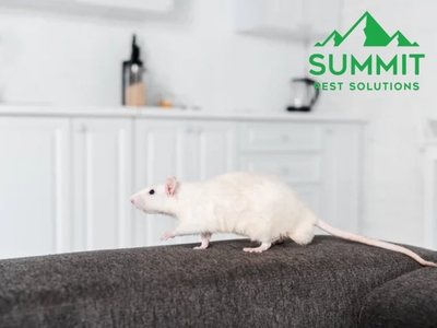 How Summit Pest Solutions is Helping Edmond, OK, Fight Pests with Sustainable, Chemical-Free Solutions
