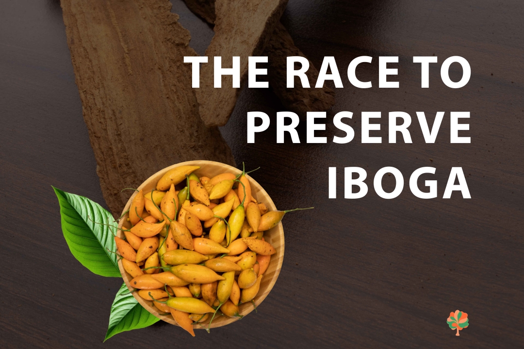 The Race to Preserve Iboga: Balancing Demand and Cultural Integrity Amid Rising International Interest