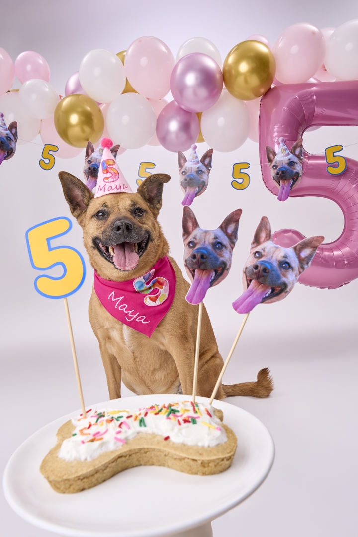 Personalized Dog Birthday Party Pack by PartyAnimal Now Rated 4.93 Stars by Over 5,000 Customers