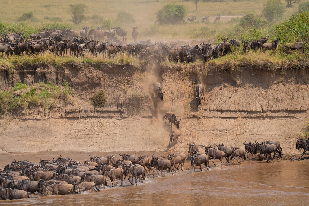 Serengeti Safari and the Great Migration Continue to Inspire Travelers Seeking Africa’s Most Extraordinary Wildlife Experience Serengeti Safari and the Great Migration Continue to Inspire Travelers Seeking Africa’s Most Extraordinary Wildlife Experience