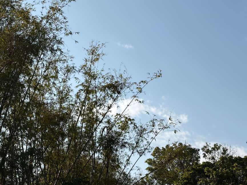 The Bamboo Grove Near My Hometown That Filled My Childhood