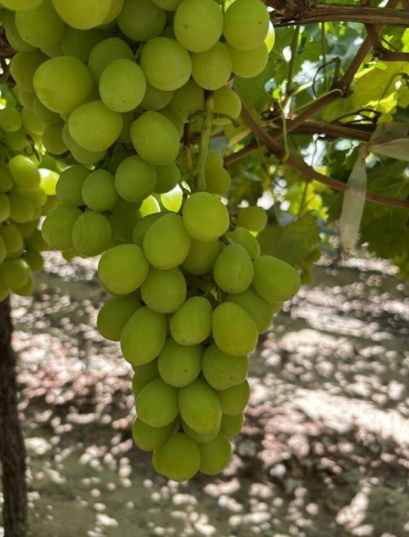 Gaara Export Leads Egypt’s 2026 Export Surge with Premium Grapes and Mangoes Reaching European Markets Gaara Export Leads Egypt’s 2026 Export Surge with Premium Grapes and Mangoes Reaching European Markets