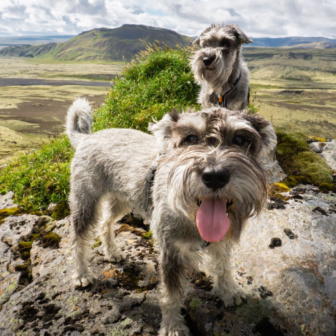 Summer Road Trips With Dogs Can Bring One Overlooked Risk Summer Road Trips With Dogs Can Bring One Overlooked Risk