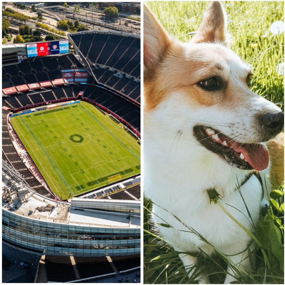 Fans May Be Ready for the World Cup But Dog Owners Have Extra Planning to Do Fans May Be Ready for the World Cup But Dog Owners Have Extra Planning to Do