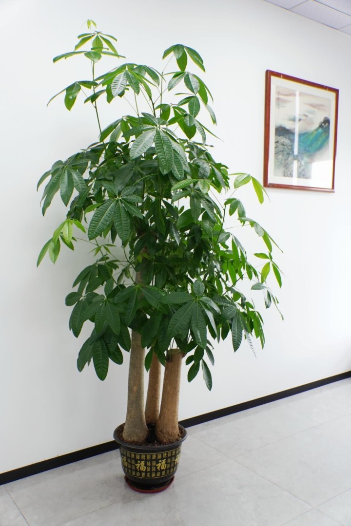 Lush plants in Chief Engineer Mr. Qin&rsquo;s office nourish the spirit