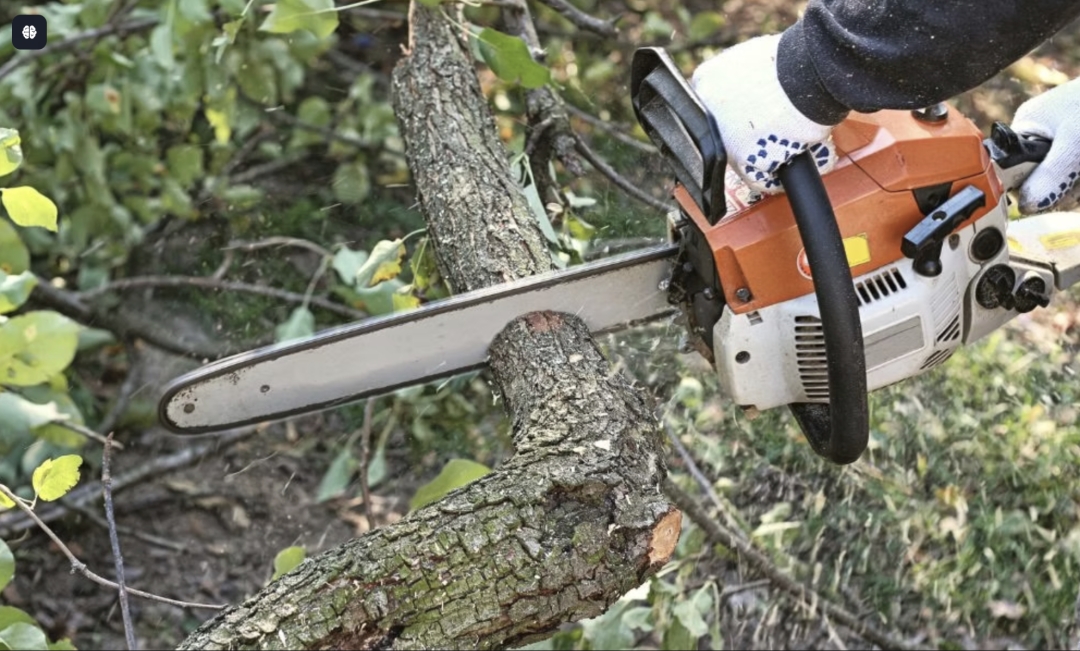 Kevin's Tree Service Launches New Website and Expands Service Area into Melbourne, Florida Kevin's Tree Service Launches New Website and Expands Service Area into Melbourne, Florida