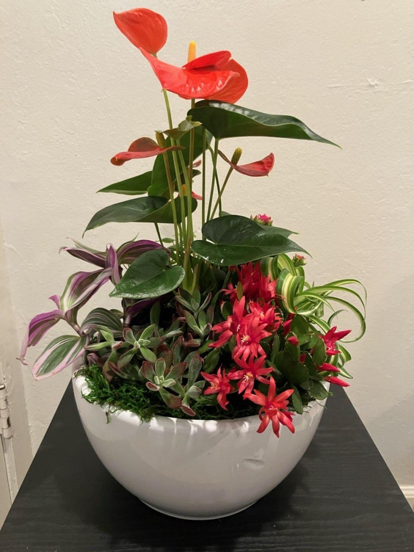 Top Office Plant Service in Bay Area, CA, Delivers Healthy Plantscapes That Boost Employee Well-Being From Lobbies to Executive Suites Top Office Plant Service in Bay Area, CA, Delivers Healthy Plantscapes That Boost Employee Well-Being From Lobbies to Executive Suites