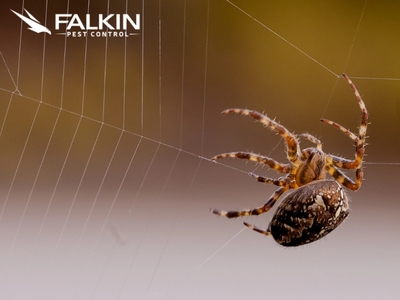 Falkin Pest Control Highlights Common Pest Issues Facing Commerce City, CO Homes and Businesses