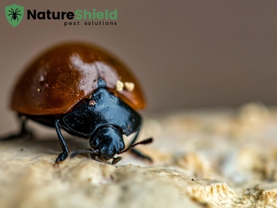 Nature Shield Pest Solutions Shares Crucial Pest Control Tips for McBaine, MO Property Owners