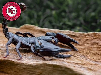 Kansas City Pest Control Helps Independence, MO Residents Navigate Seasonal Pest Challenges