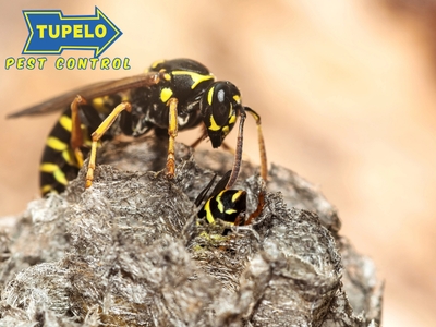 Tupelo Pest Control Offers Crucial Pest Management Guidance to Protect New Albany, MS Properties Tupelo Pest Control Offers Crucial Pest Management Guidance to Protect New Albany, MS Properties