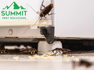 Summit Pest Solutions Addresses Growing Demand for Safe, Family-Friendly Pest Control in Luther, OK