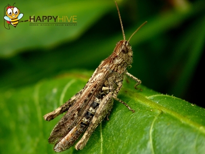 Happy Hive Pest Management Discusses Safe, Effective Pest Control Solutions in Fort Thomas, KY