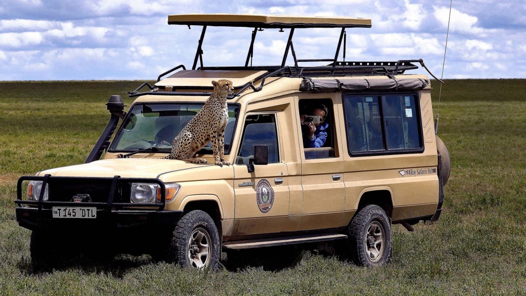 A Ndutu Big Cat Safari with Roy Safaris, Seen Through One Couple's Lens A Ndutu Big Cat Safari with Roy Safaris, Seen Through One Couple's Lens
