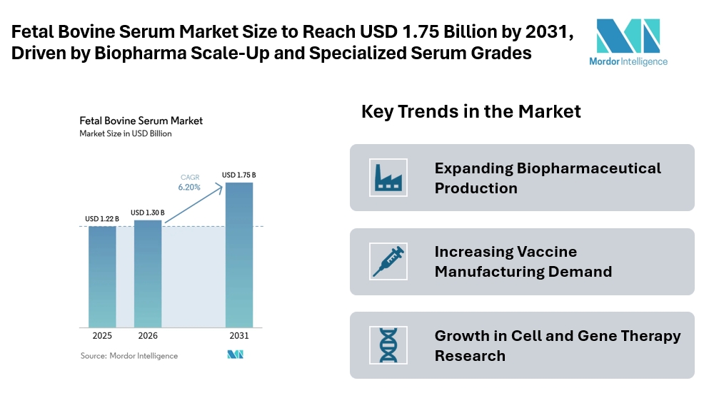 Fetal Bovine Serum Market Size to Reach USD 1.75 Billion by 2031, Driven by Biopharma Scale-Up, Cell Therapy Pipelines, and Specialized Serum Grades Fetal Bovine Serum Market Size to Reach USD 1.75 Billion by 2031, Driven by Biopharma Scale-Up, Cell Therapy Pipelines, and Specialized Serum Grades