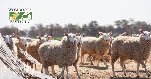 Border Leicester Sheep Genetics Matter More in 2026 as Flock Hits Record Low Border Leicester Sheep Genetics Matter More in 2026 as Flock Hits Record Low
