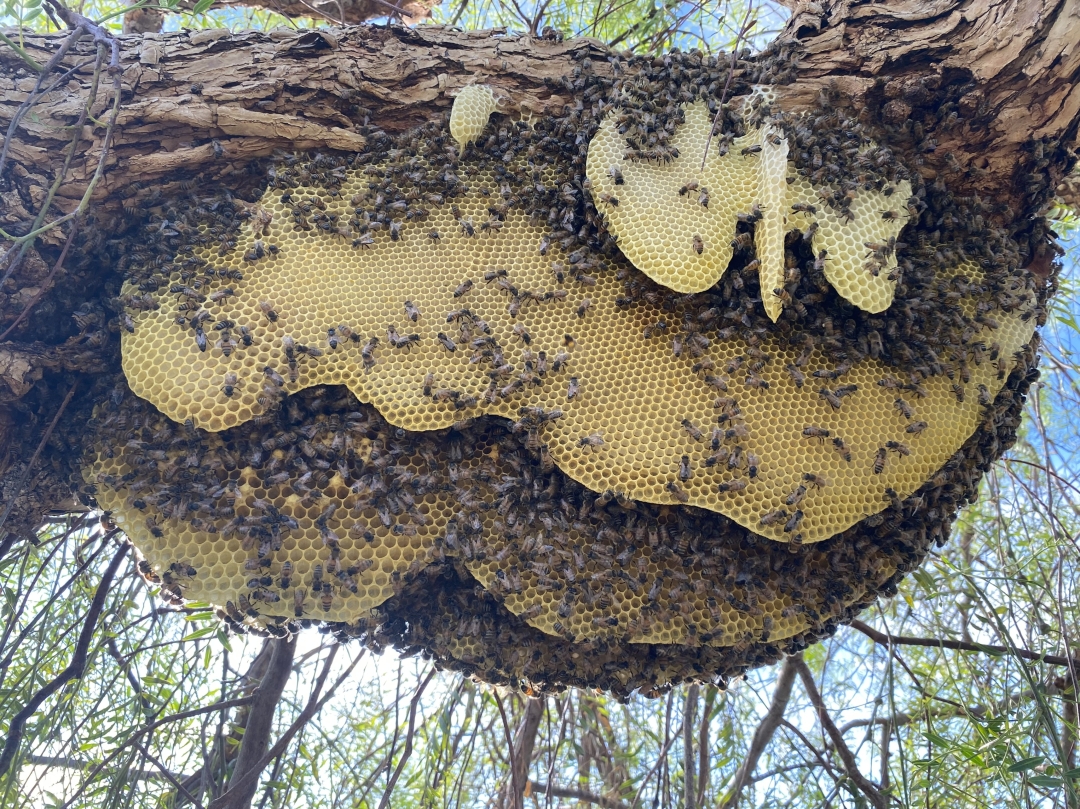 For Seven Months, 25,000 Honeybees Lived in a Las Vegas Backyard Tree. Now They Have a New Home.