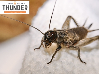Thunder Pest Control Highlights Common Pest Issues in Oklahoma City, OK Homes and Businesses Thunder Pest Control Highlights Common Pest Issues in Oklahoma City, OK Homes and Businesses
