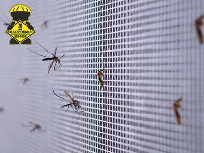 Greenworks, Inc. Discusses Year-Round Pest Control Solutions for Carrollwood, FL Properties