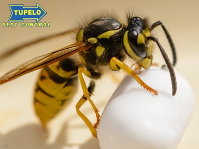 Tupelo Pest Control Reveals Key Pest Prevention Strategies for Mooreville, MS Property Owners Tupelo Pest Control Reveals Key Pest Prevention Strategies for Mooreville, MS Property Owners