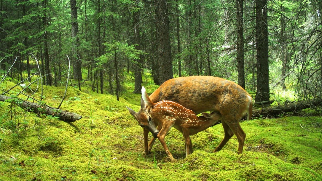 New Documentary Chronicles Bow Valley’s 20-Year Effort to Coexist With Grizzlies
