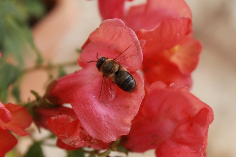 Fall Bee Eviction: Local Beekeeper Explains Why Colonies Are Shoving Out the Males