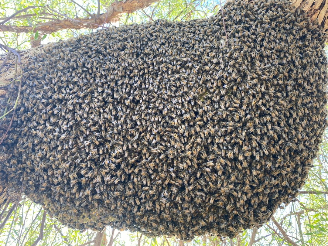 Part of the Problem or Part of the Solution? Many Honeybee Colonies Found in Homes Can Be Relocated Alive