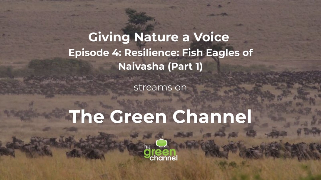 When Lake Naivasha’s water dropped, its fish eagles started hunting from the backs of hippos