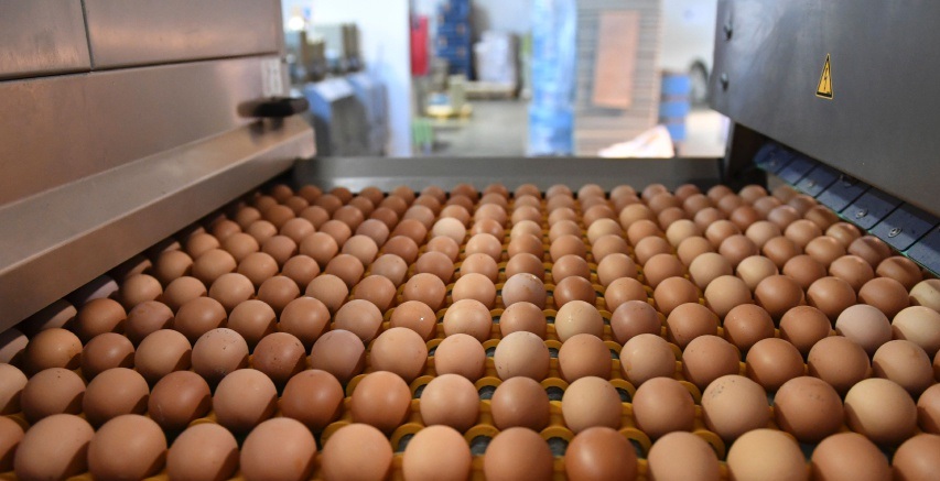 Processed Eggs Market Getting Larger With Great CAGR By 2026: Michael Foods, ACTINI SAS, Cal-Maine Foods, Moba Group, Noble Foods Ltd, Rembrandt Foods, Tyson Foods, Rose Acre Farms, Interovo Egg Group